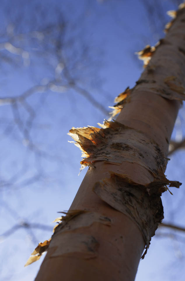 photo,material,free,landscape,picture,stock photo,Creative Commons,Ecdysis of white birch, , white birch, White birch, The bark