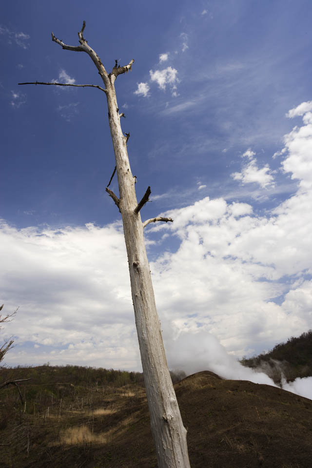 photo,material,free,landscape,picture,stock photo,Creative Commons,I die and am still high, Eruption, disaster, dead tree, 