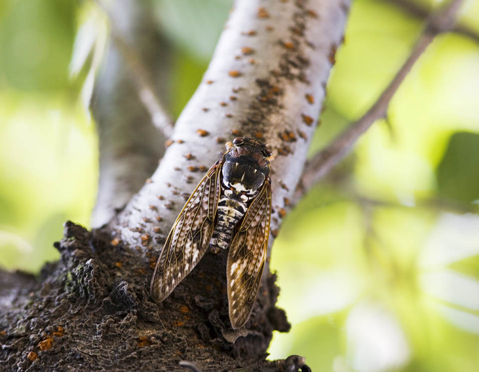 photo,material,free,landscape,picture,stock photo,Creative Commons,A cicada, cicada, Cigala, , The bark