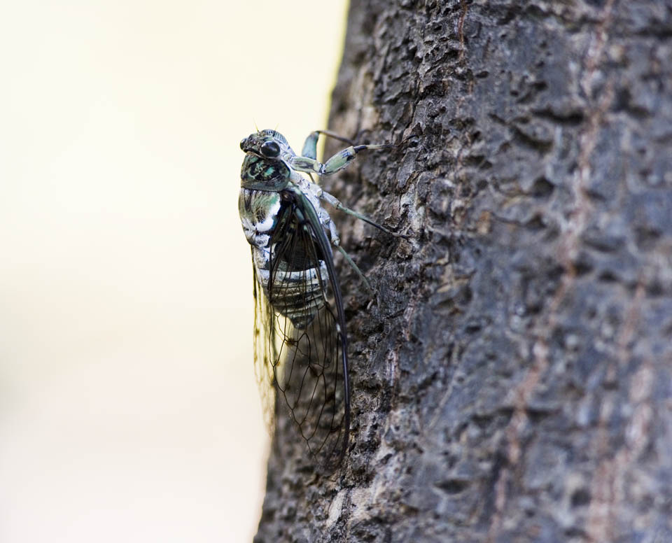 Foto, materieel, vrij, landschap, schilderstuk, bevoorraden foto,Een cicada, Cicada, Cigala, , De dop