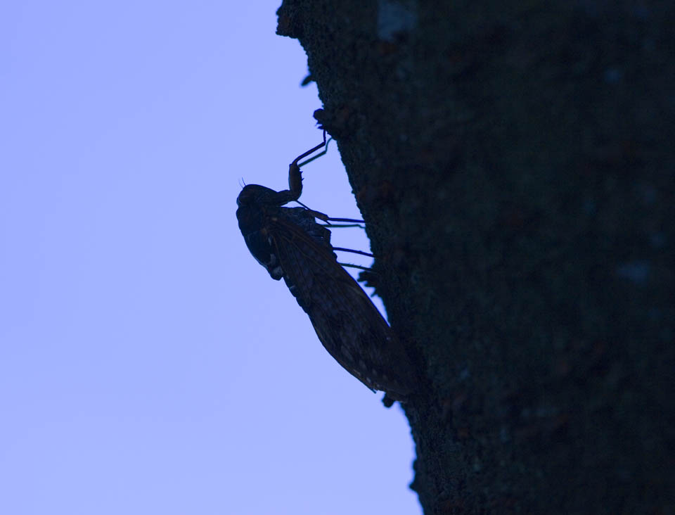 photo,material,free,landscape,picture,stock photo,Creative Commons,A cicada, cicada, Cigala, , The bark