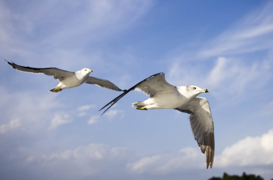 Foto, materiell, befreit, Landschaft, Bild, hat Foto auf Lager,Ein Flgel einer Mwe, Mwe, , , Flug