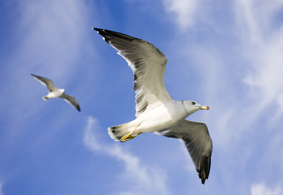 photo, la matire, libre, amnage, dcrivez, photo de la rserve,Une aile d'une mouette, mouette, , , vol