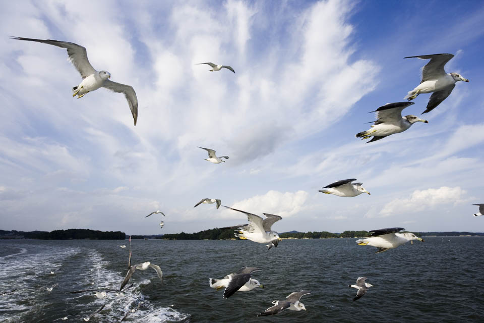 Foto, materieel, vrij, landschap, schilderstuk, bevoorraden foto,Met een gull, Gull, , , Vlucht