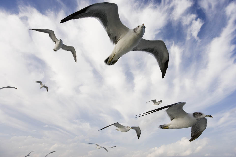 photo, la matire, libre, amnage, dcrivez, photo de la rserve,C'est une mouette haute dans le ciel, mouette, , , vol