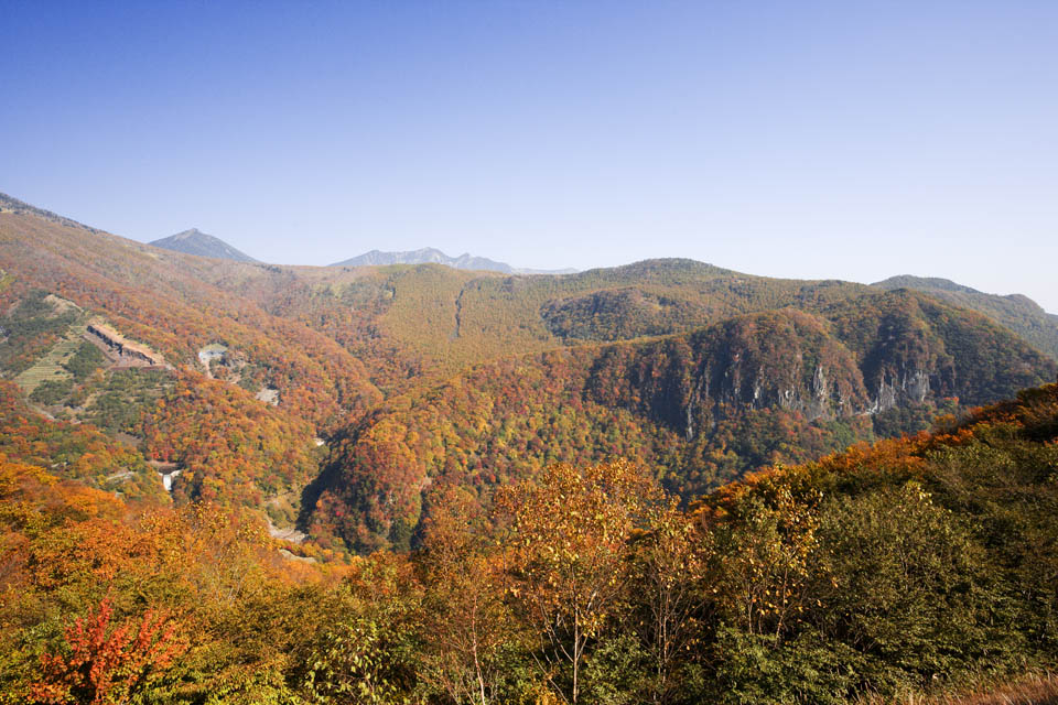 fotografia, materiale, libero il panorama, dipinga, fotografia di scorta,Foglie di luce del sole, montagna, Acero, cielo blu, Bave culla