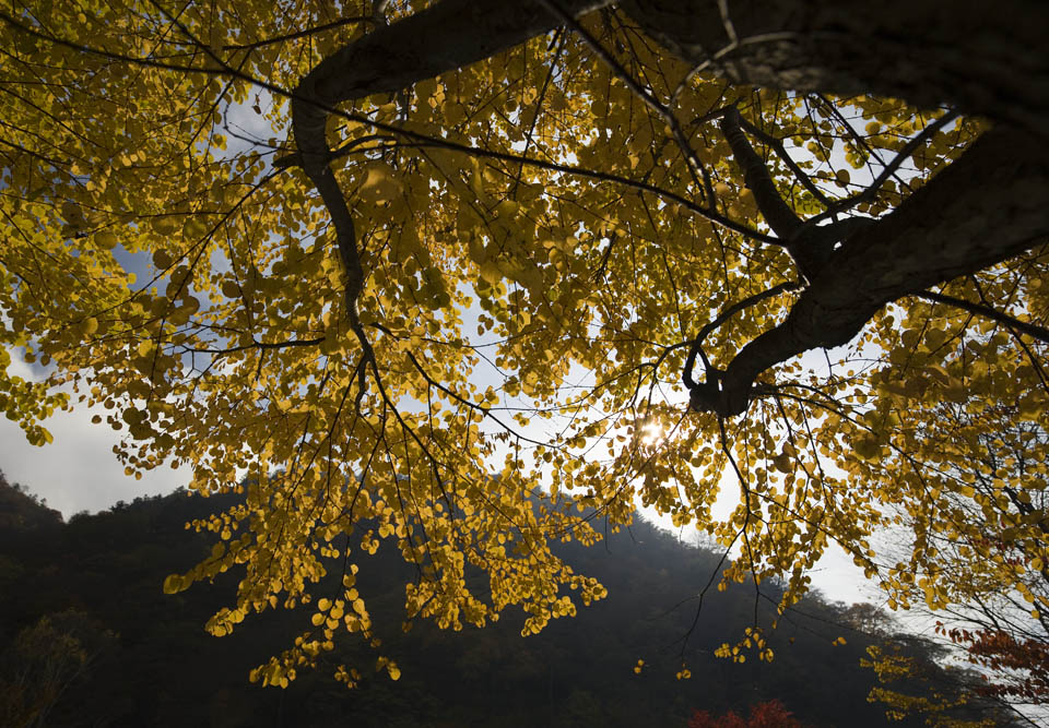 photo,material,free,landscape,picture,stock photo,Creative Commons,The colored leaves which I am yellow, and shine, Yellow, Maple, Backlight, The sun
