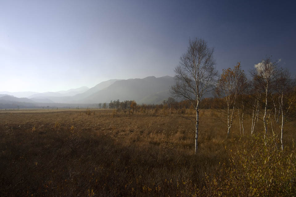 Foto, materieel, vrij, landschap, schilderstuk, bevoorraden foto,Senjogahara in late daling, Grassig duidelijk, , Blanke berken, Blauwe lucht