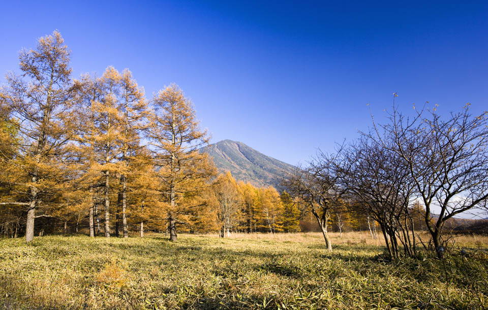 Foto, materiell, befreit, Landschaft, Bild, hat Foto auf Lager,Senjogahara in sptem Sturz, Bambusgras, Frbte Bltter, Gelb, blauer Himmel