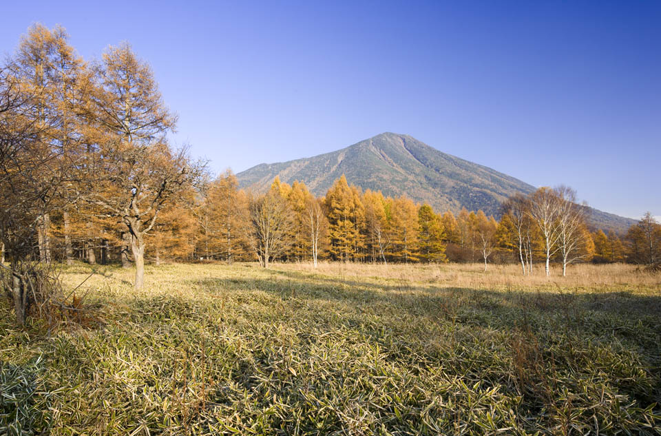 fotografia, materiale, libero il panorama, dipinga, fotografia di scorta,Senjogahara in fine di autunno, Erba di bamb, Foglie colorate, Giallo, cielo blu