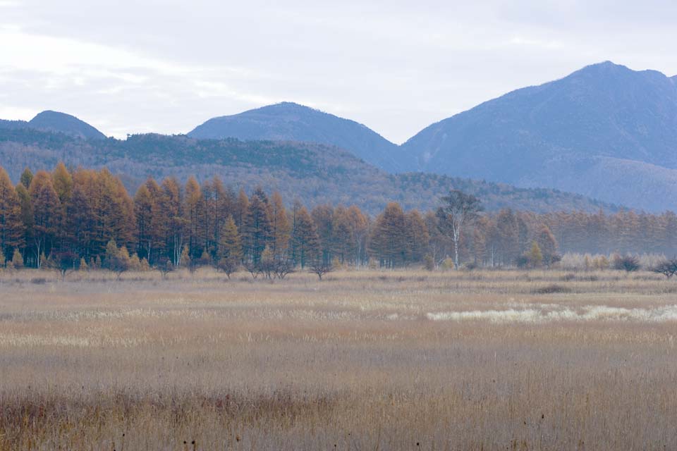 fotografia, materiale, libero il panorama, dipinga, fotografia di scorta,Mattina in Odashirogahara, Nebbia di mattina, Frusta bianca, erboso chiaramente, inumidisca chiaramente