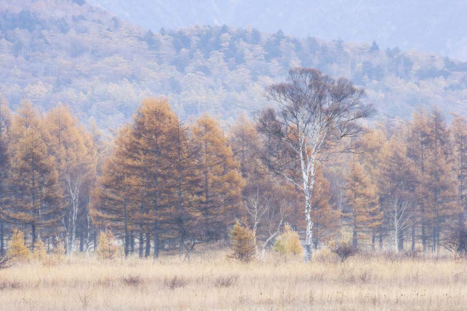 Foto, materiell, befreit, Landschaft, Bild, hat Foto auf Lager,Morgen in Odashirogahara, Morgennebel, Weie Birke, grasbedeckte Ebene, klamme Ebene