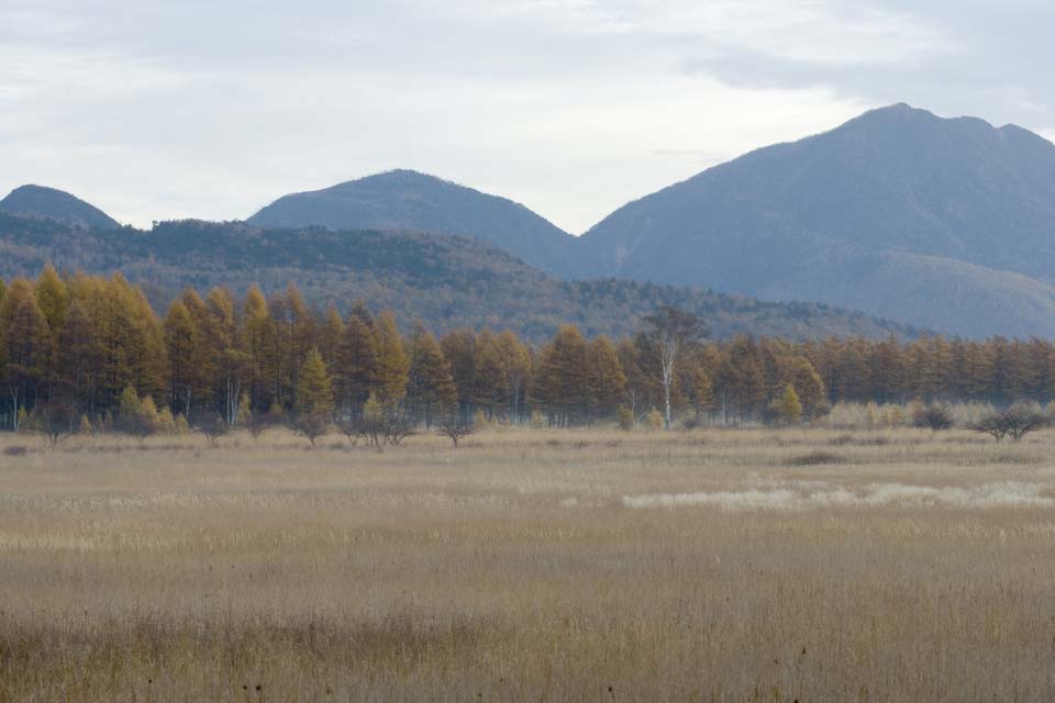 Foto, materiell, befreit, Landschaft, Bild, hat Foto auf Lager,Morgen in Odashirogahara, Morgennebel, Weie Birke, grasbedeckte Ebene, klamme Ebene