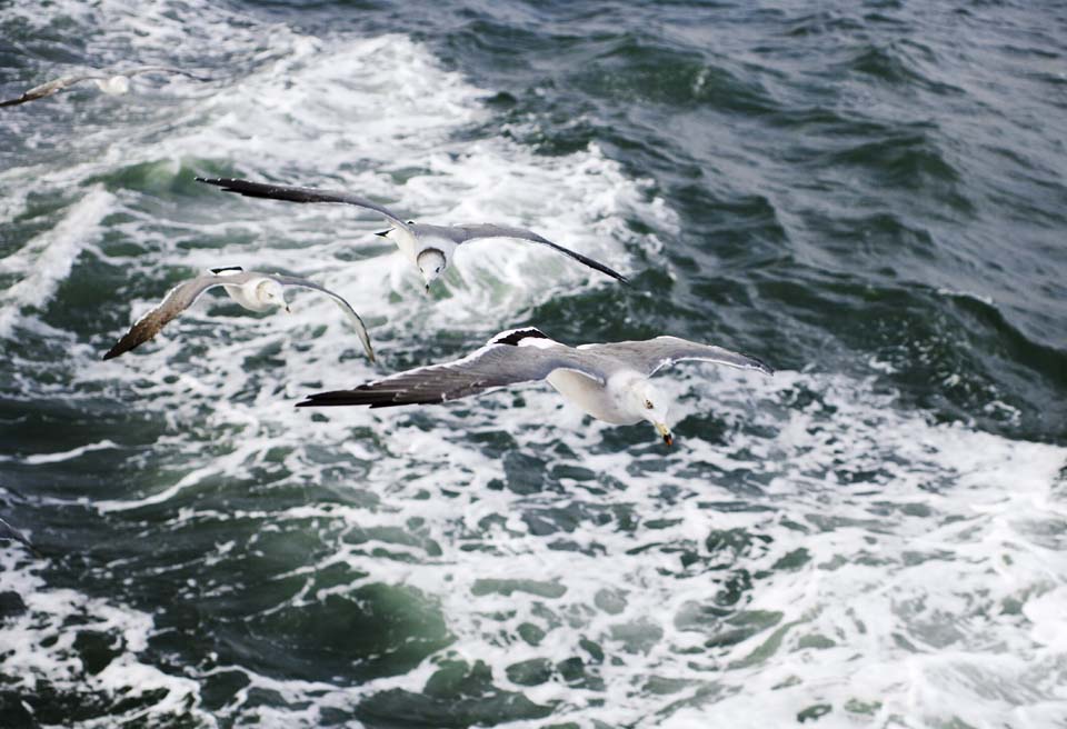 Foto, materieel, vrij, landschap, schilderstuk, bevoorraden foto,Met een gull, Gull, , , Vlucht