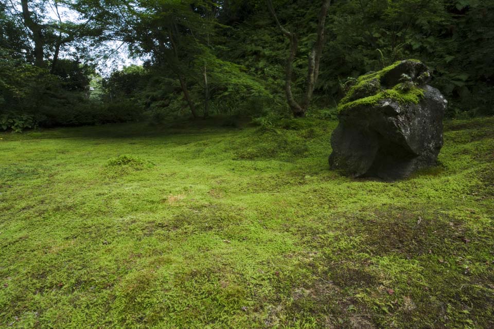 foto,tela,gratis,paisaje,fotografa,idea,La Cmara de conocimientos enciclopdicos de Matsushima, Moss, Roca, , 