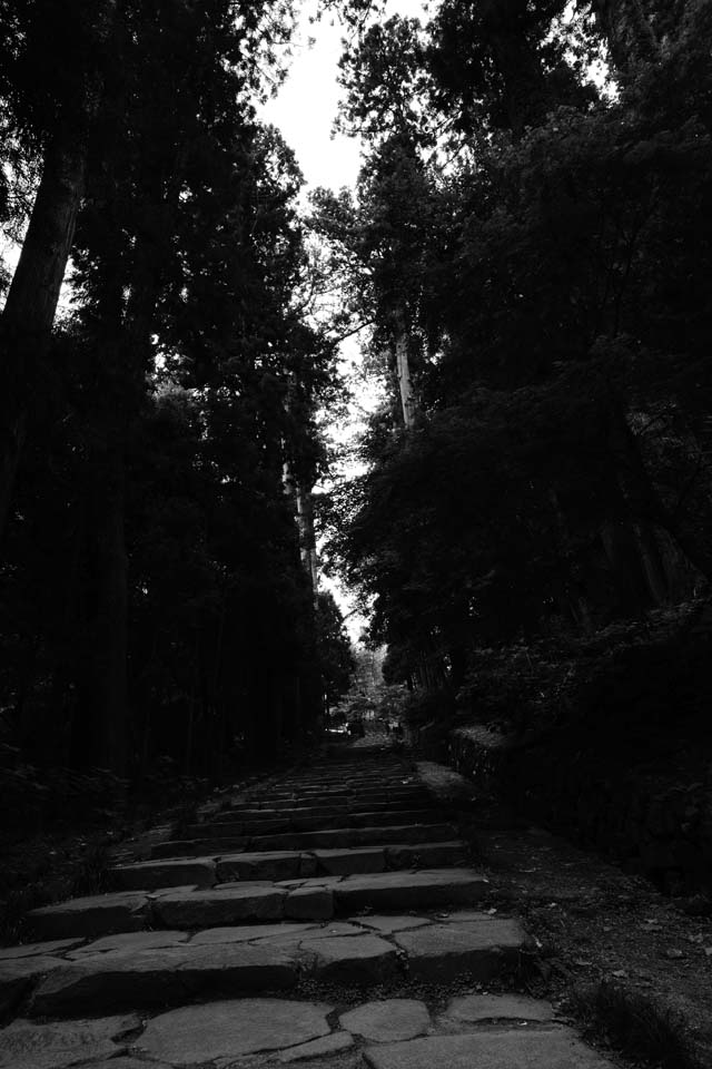 Foto, materiell, befreit, Landschaft, Bild, hat Foto auf Lager,Zuiho-Bau Hall nhert sich zu einem Schrein, Suginami-Baum, steinigen Sie Treppe, Treppe, Ansatz zu Schrein