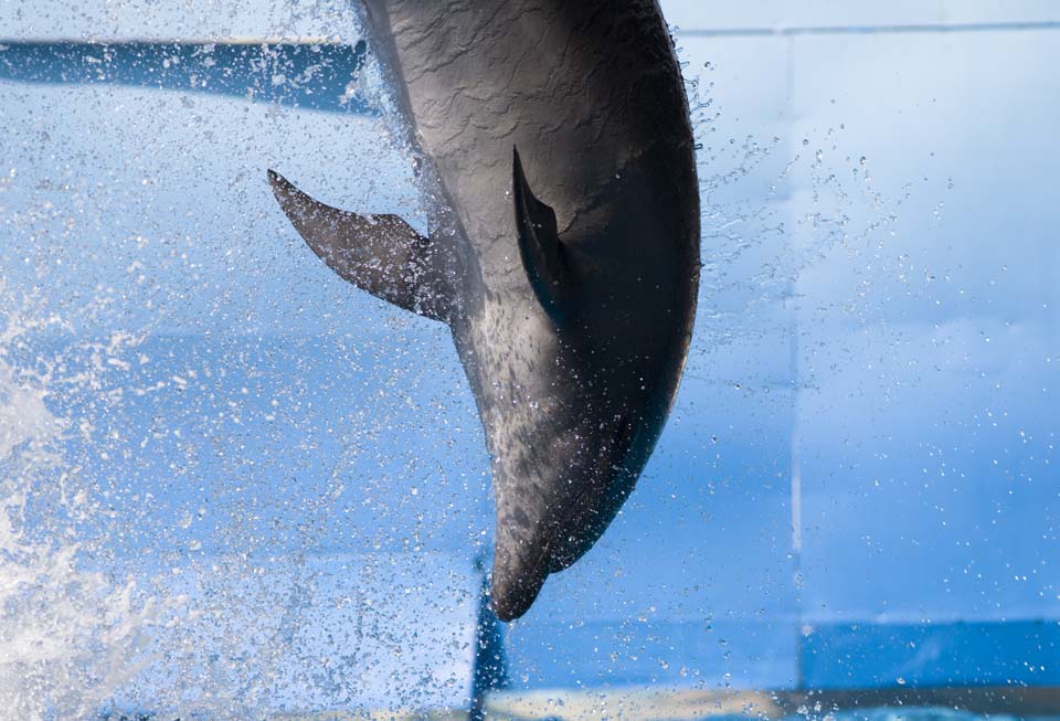 fotografia, materiale, libero il panorama, dipinga, fotografia di scorta,Un salto di delfino, Ci mi sono?, delfino, , Spruzzi di acqua