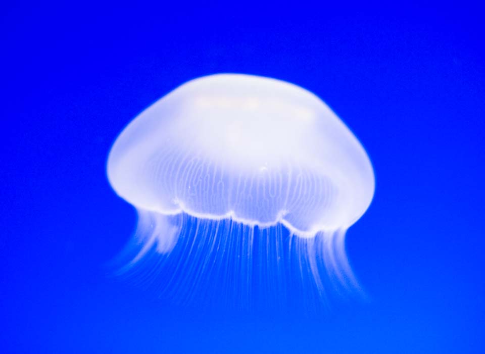 photo,material,free,landscape,picture,stock photo,Creative Commons,It is a flight of a jellyfish without looking, jellyfish, , , 