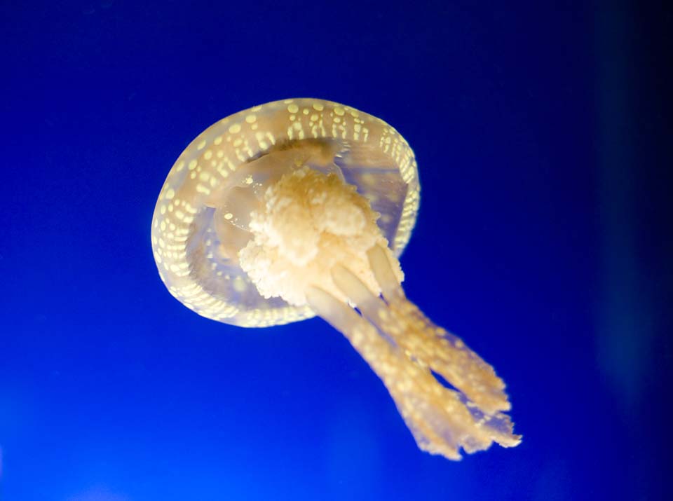 photo,material,free,landscape,picture,stock photo,Creative Commons,A jellyfish's flight, jellyfish, , , 