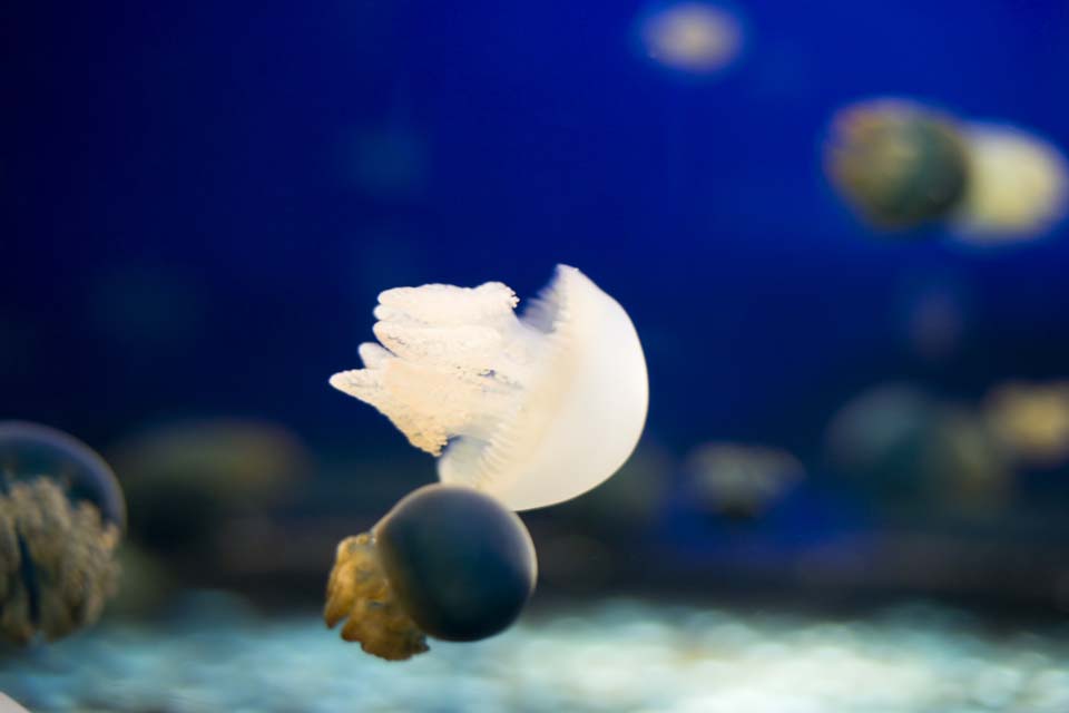 fotografia, materiale, libero il panorama, dipinga, fotografia di scorta,Un volo di una medusa, medusa, , , 