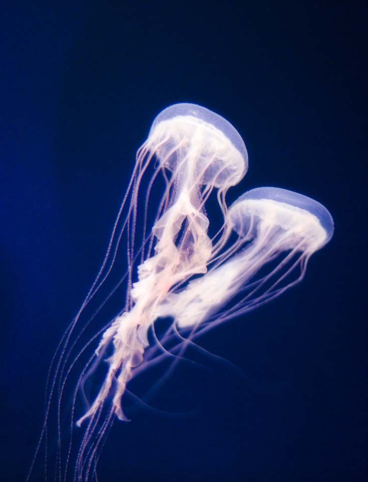 photo,material,free,landscape,picture,stock photo,Creative Commons,A dance of a jellyfish, jellyfish, , , 
