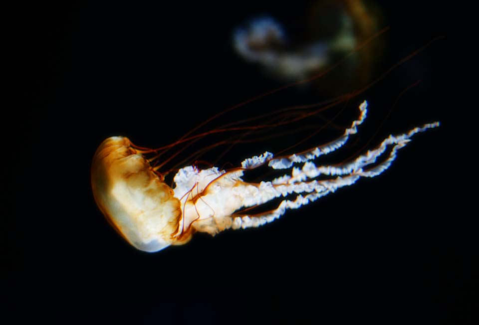 fotografia, materiale, libero il panorama, dipinga, fotografia di scorta,Un volo di una medusa, medusa, , , 