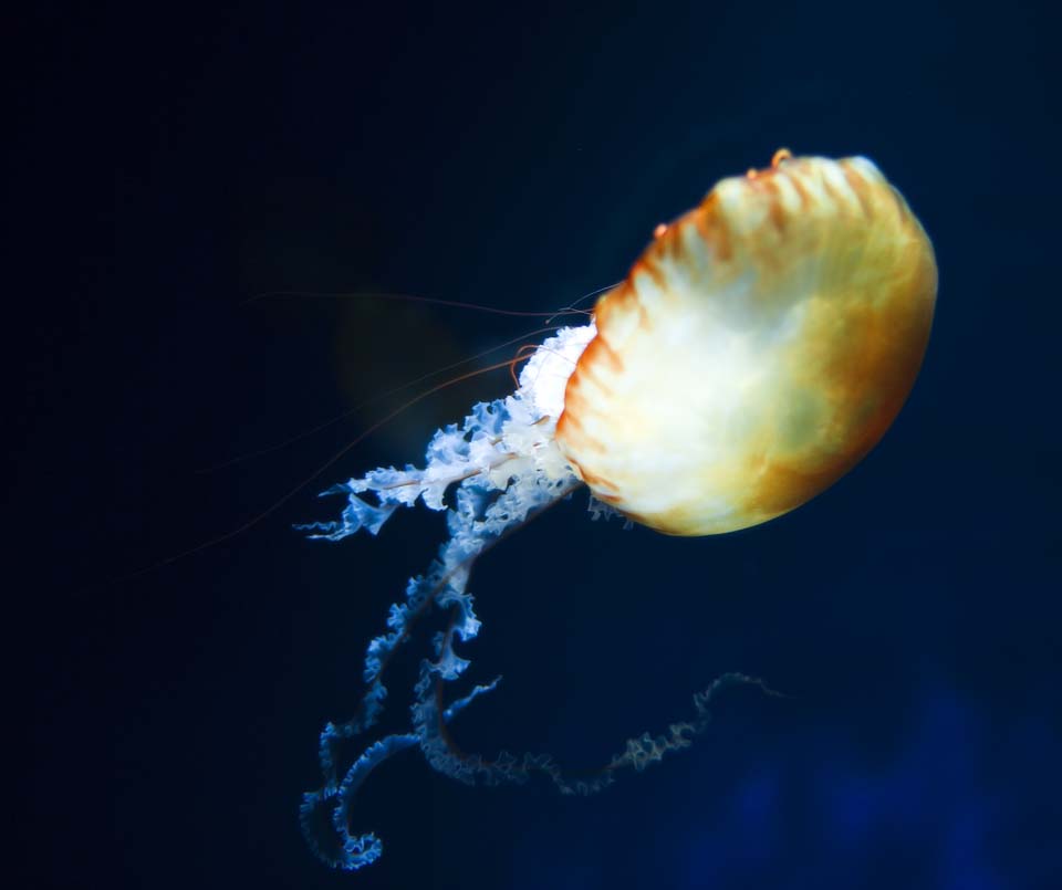 photo,material,free,landscape,picture,stock photo,Creative Commons,Shine of a jellyfish, jellyfish, , , 