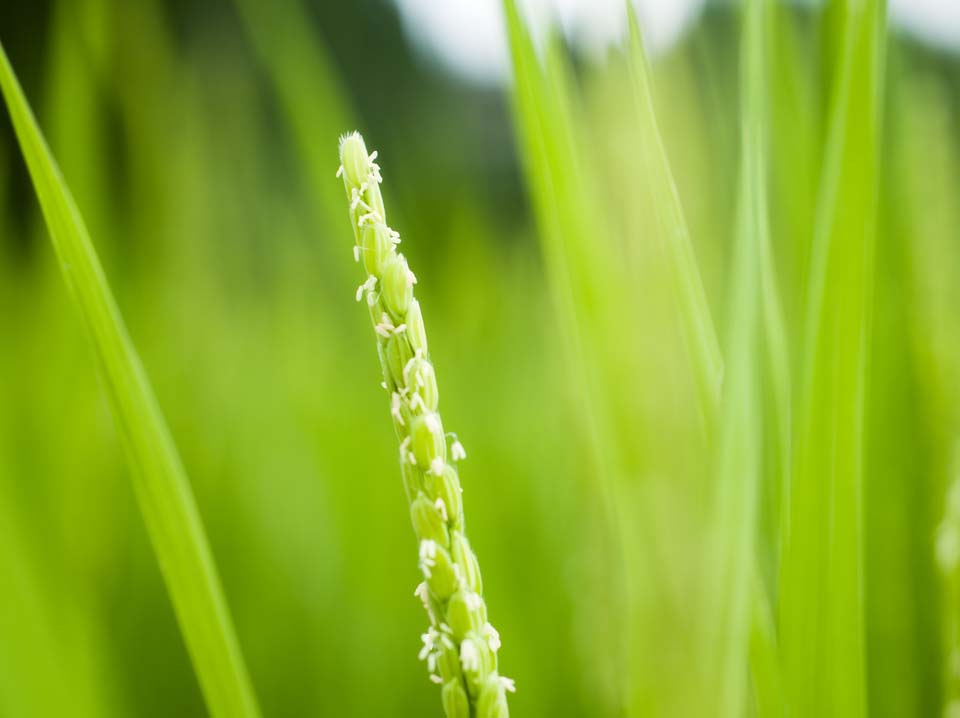 foto,tela,gratis,paisaje,fotografa,idea,Una flor del arroz, Arroz, , U.S.A.., Arrozal