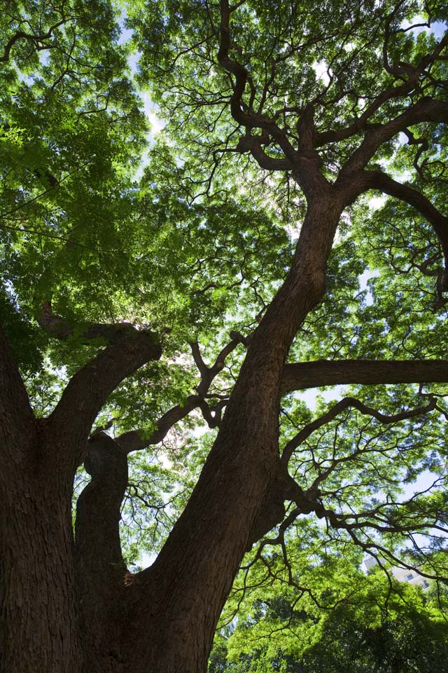 fotografia, materiale, libero il panorama, dipinga, fotografia di scorta,Tomoki hawaiano, grande albero, Il sole, ramo, cielo blu