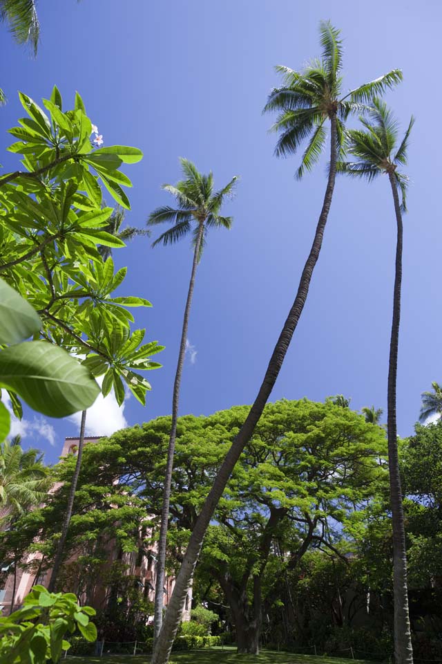 Foto, materiell, befreit, Landschaft, Bild, hat Foto auf Lager,Der hawaiianische Himmel, Kokosnussbaum, Die Sonne, Lasi, blauer Himmel