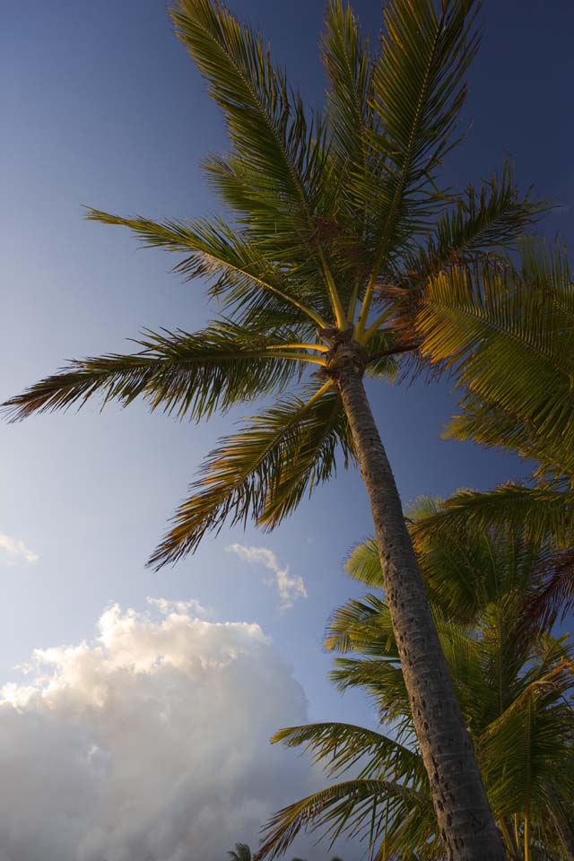 fotografia, materiale, libero il panorama, dipinga, fotografia di scorta,Crepuscolo di un albero di cocco, albero di cocco, Il sole, Lasi, cielo blu