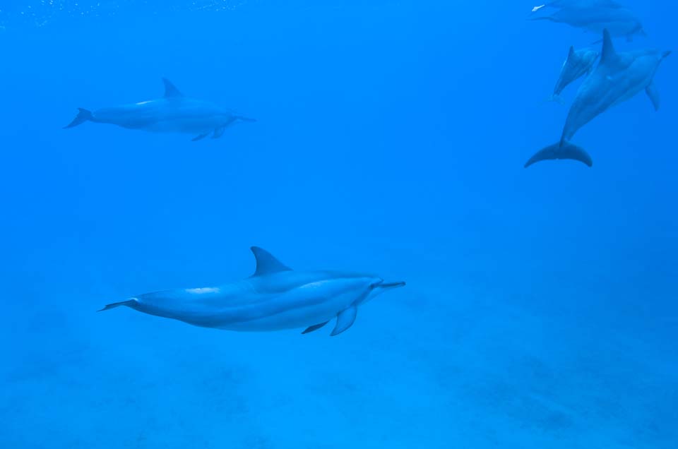 photo,material,free,landscape,picture,stock photo,Creative Commons,A flock of dolphins, Is there me?, dolphin, , In the water