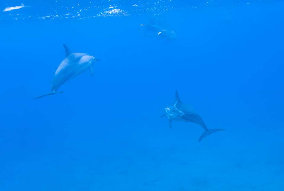 photo,material,free,landscape,picture,stock photo,Creative Commons,A flock of dolphins, Is there me?, dolphin, , In the water