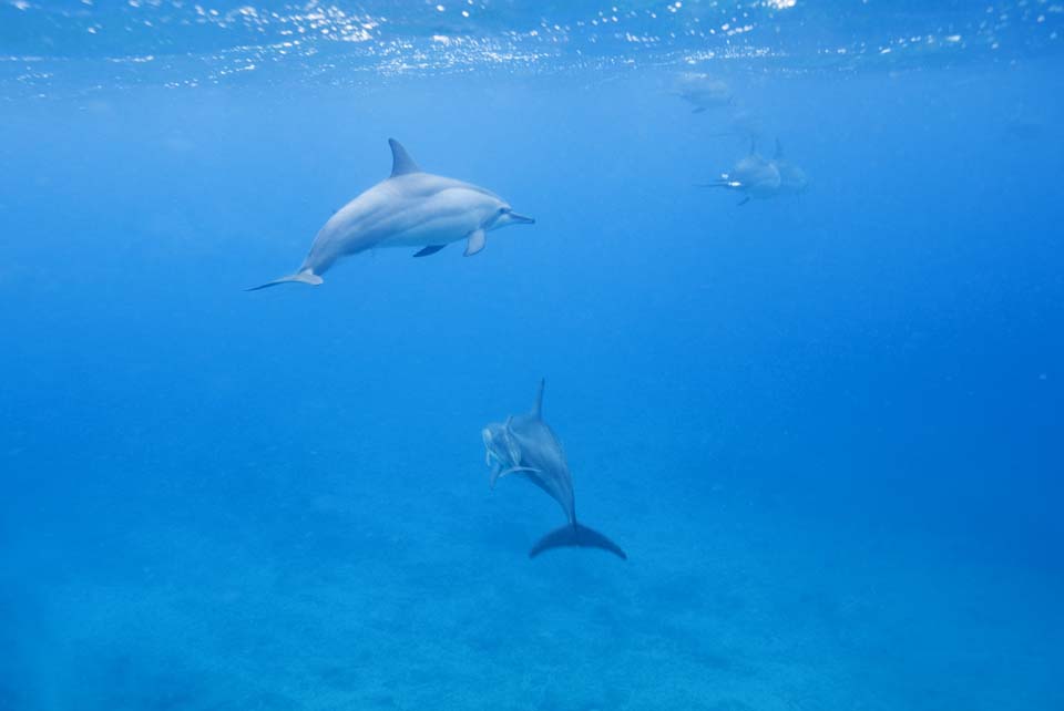 ゆんフリー写真素材集 No 2817 イルカの群れ アメリカ ハワイ