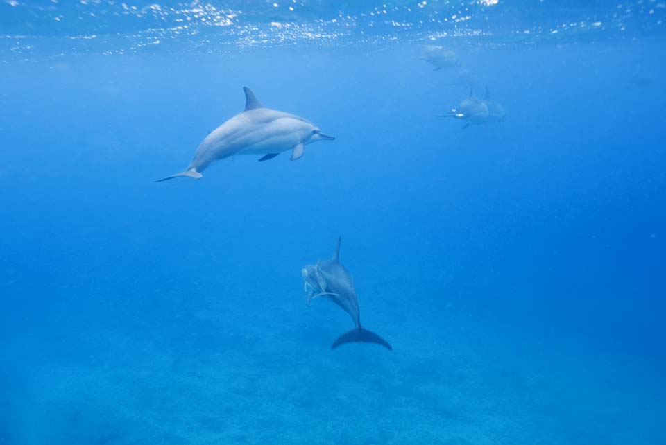 foto,tela,gratis,paisaje,fotografa,idea,Una multitud de delfines, Hay m?, Delfn, , En el agua