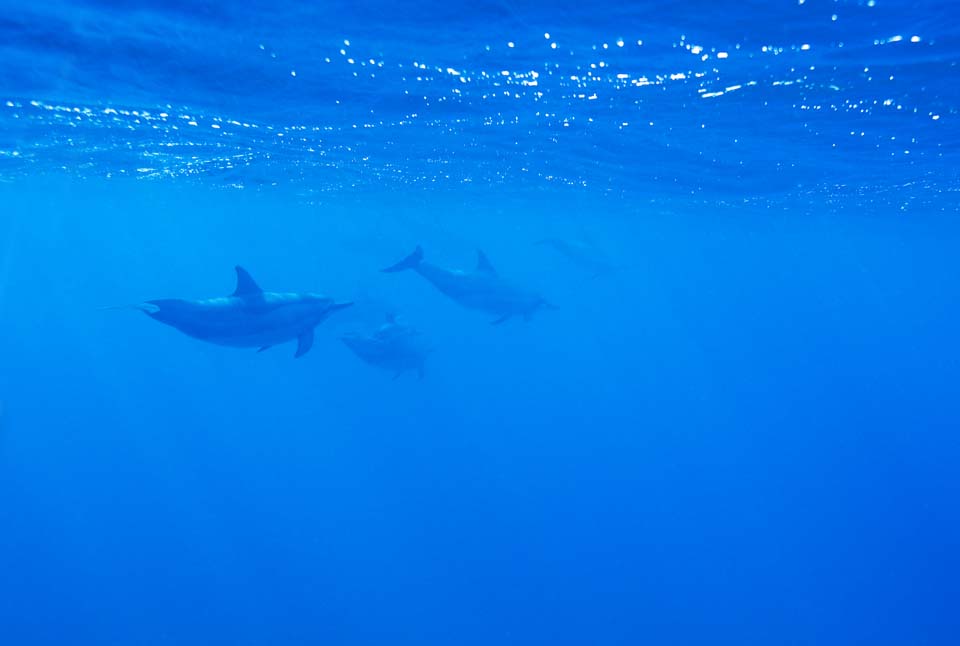 foto,tela,gratis,paisaje,fotografa,idea,Una multitud de delfines, Hay m?, Delfn, , En el agua