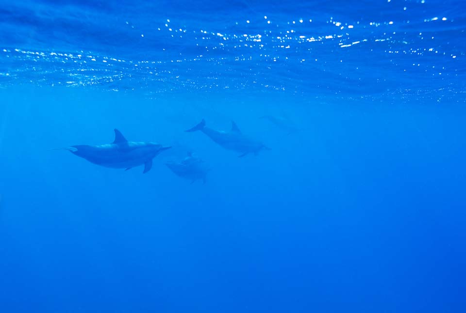 photo,material,free,landscape,picture,stock photo,Creative Commons,A flock of dolphins, Is there me?, dolphin, , In the water