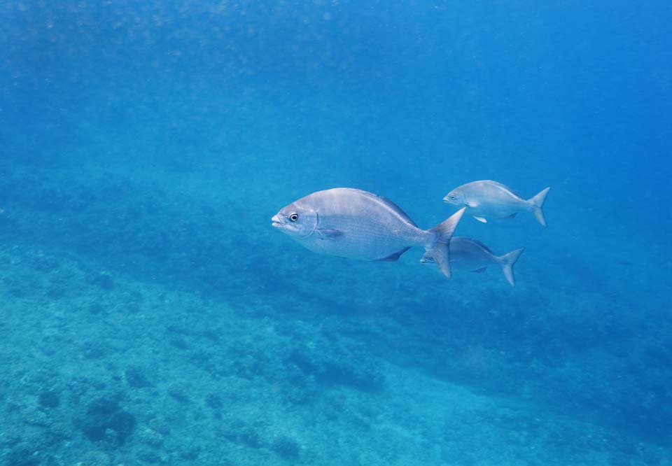 photo,material,free,landscape,picture,stock photo,Creative Commons,A Hawaiian fish, fish, , In the sea, In the water