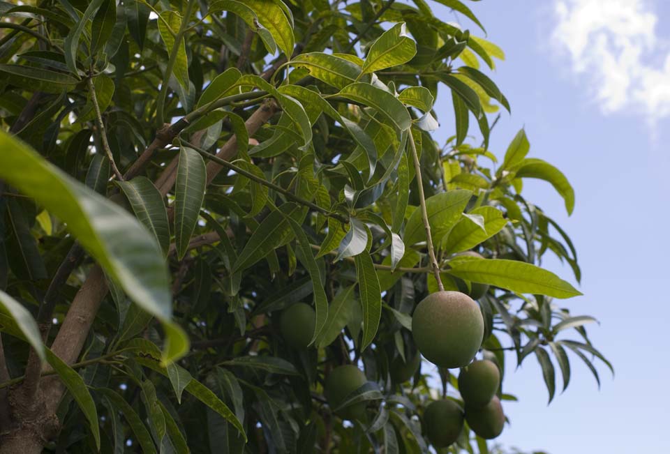 fotografia, materiale, libero il panorama, dipinga, fotografia di scorta,Un mango, mango, pianta tropicale, Tropicale, Frutta