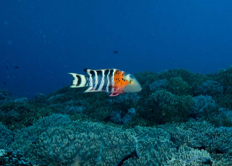 Foto, materiell, befreit, Landschaft, Bild, hat Foto auf Lager,Korallener und tropischer Fisch, korallenes Riff, Koralle, Im Meer, Unterwasserfoto