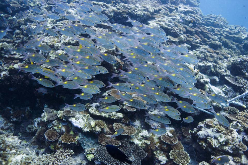 photo, la matire, libre, amnage, dcrivez, photo de la rserve,Le poisson qui vit en troupeaux, rcif corail, Corail, Dans la mer, photographie sous-marine