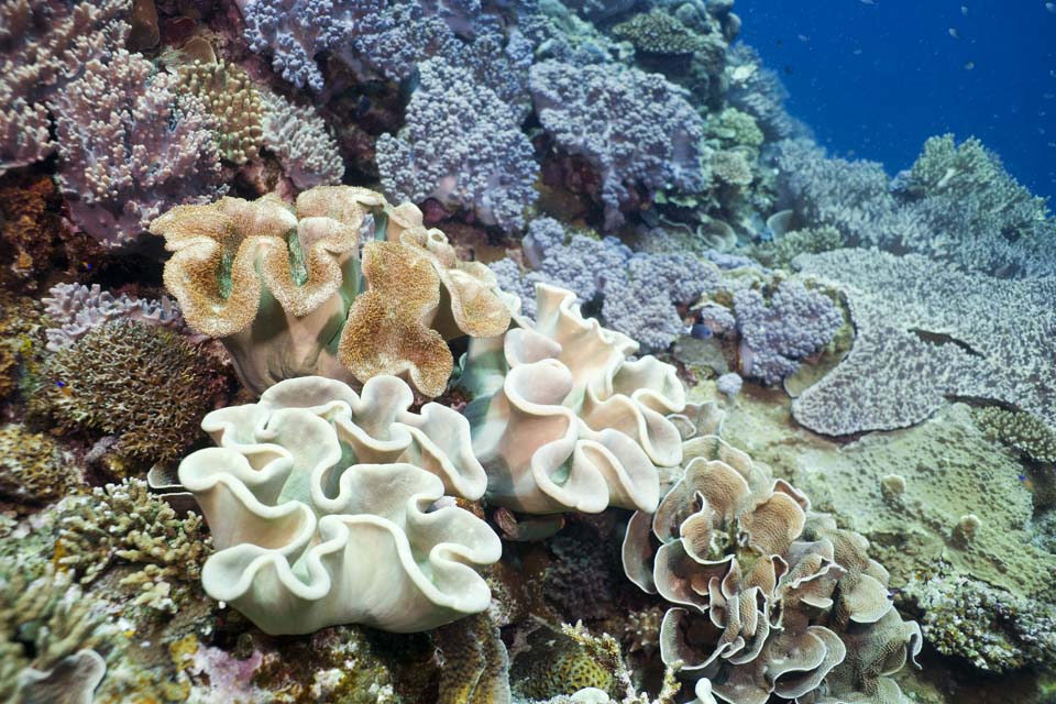 fotografia, material, livra, ajardine, imagine, proveja fotografia,Coral macio, recife de coral, Coral, No mar, fotografia subaqutica