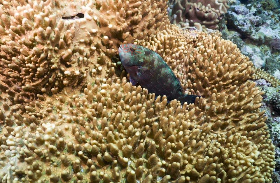 fotografia, materiale, libero il panorama, dipinga, fotografia di scorta,Corallo e pesce tropicale, scogliera di corallo, Corallo, Nel mare, fotografia subacquea