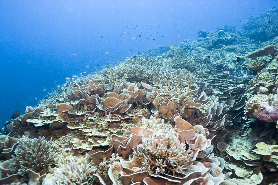 photo,material,free,landscape,picture,stock photo,Creative Commons,Cabbage coral, coral reef, Coral, In the sea, underwater photograph