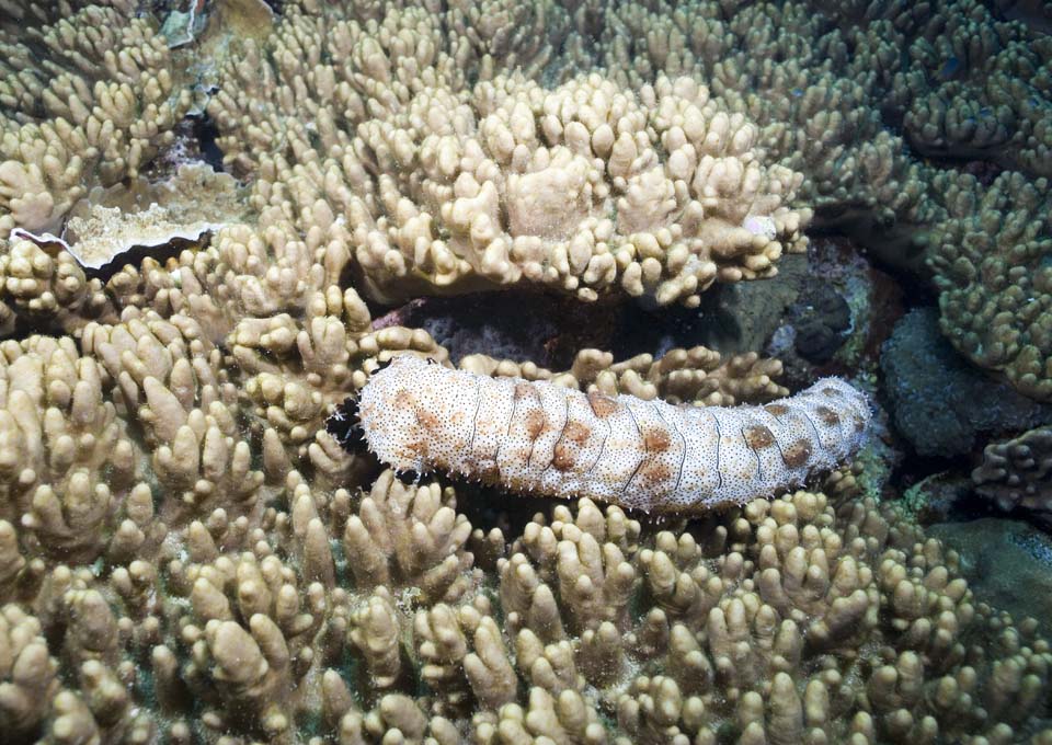 photo,material,free,landscape,picture,stock photo,Creative Commons,In a sea cucumber meal, secucumber, , , underwater photograph