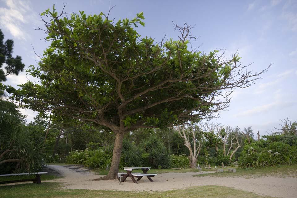 fotografia, materiale, libero il panorama, dipinga, fotografia di scorta,Una panca di paese meridionale, panca, sedia, albero, cielo blu