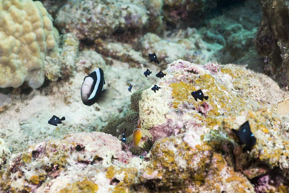 fotografia, materiale, libero il panorama, dipinga, fotografia di scorta,Una famiglia di pesce di anemone, , pesce di anemone, , seanemone