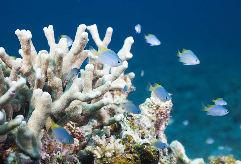 photo, la matire, libre, amnage, dcrivez, photo de la rserve,Un bijou de la mer bleue lgre, rcif corail, , Poisson tropique, Bleu