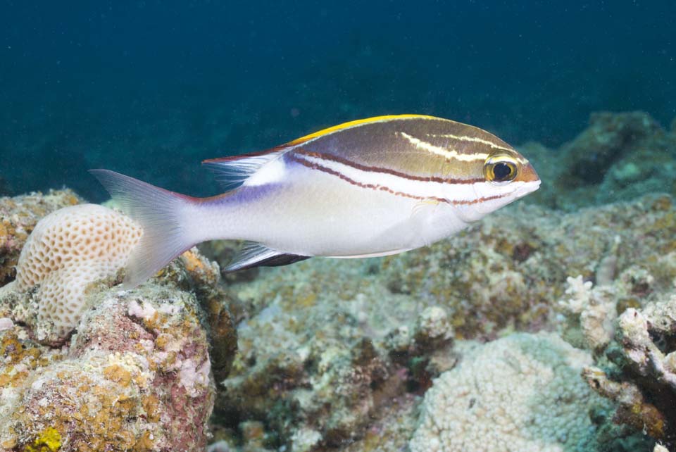 photo,material,free,landscape,picture,stock photo,Creative Commons,There is a stripe, and it is tropical fish, coral reef, Tropical fish, Ishigaki-jimIsland, Okinawa