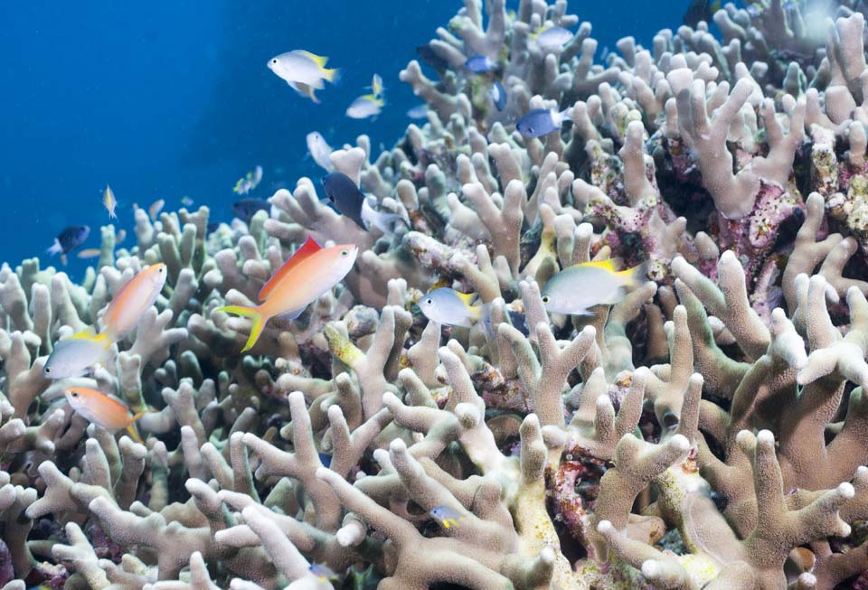 fotografia, materiale, libero il panorama, dipinga, fotografia di scorta,Pianta pi arrabbiata Hana Goi, scogliera di corallo, Pesce tropicale, Ishigaki-jimIsland, HanGoi